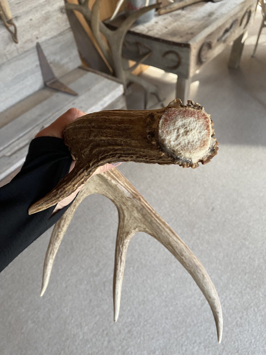 aTinaMichel's tweet image. It’s a sheds and arrowheads kind of weekend! #shedhunting #arrowheads