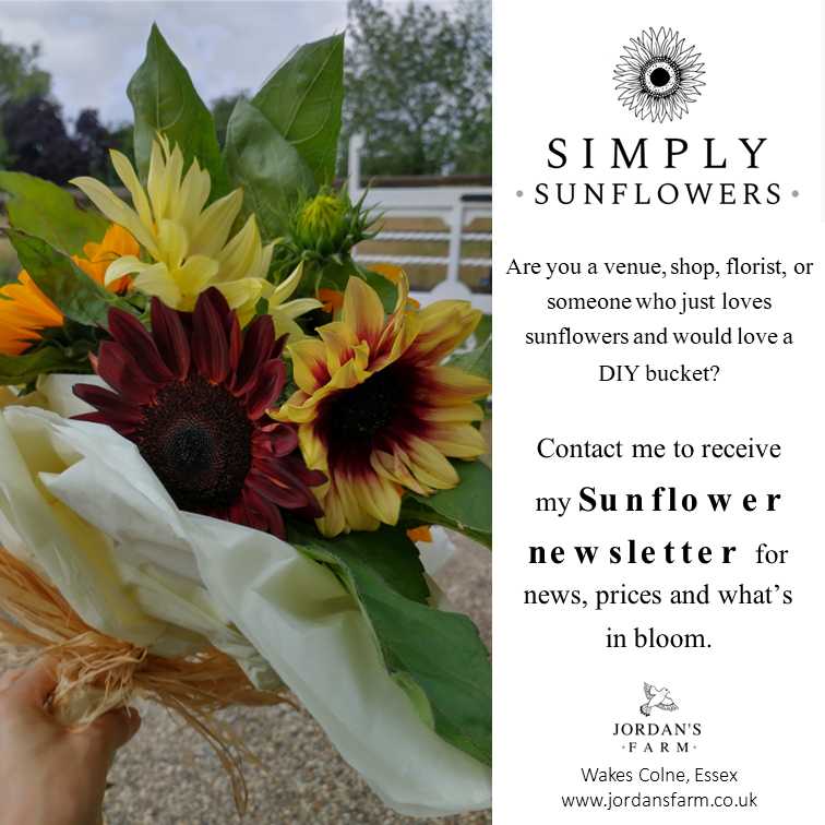 Message me for my #sunflower #newlsetter.

#grownnotflown #cutflowers #essexgrown #flowerfarmer