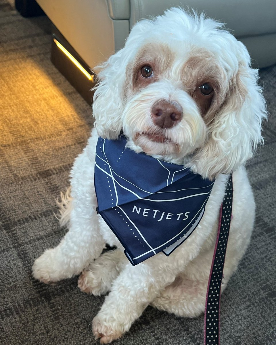 NetJets's tweet photo. Flyer than the rest. #NetPets https://t.co/gi2Yo81yLA