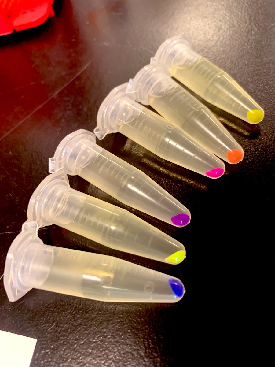 Thanks <a href="/ATinyGreenCell/">Sebastian S. Cocioba🪄🌷</a>! Excited to use your plasmids in my fall lab class.