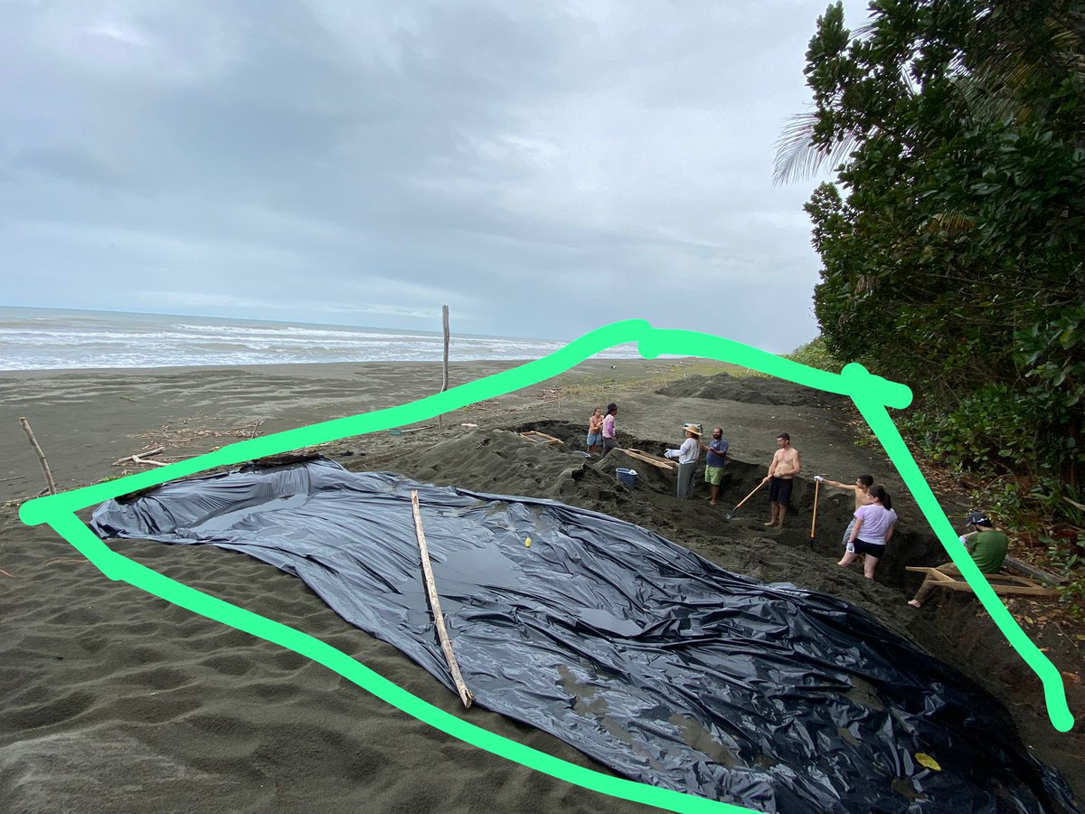 AmandaEBates's tweet photo. @EllieWeir9 Leatherback hatchery area marked out and under prep for the 2023 season at @PacuareReserve Aim is to enhance hatching success by shading and aerating nests following nest relaxation to the hatchery. Cheering Ellie and team! #OceanConservationLab #UVic https://t.co/7RACEiwSPe