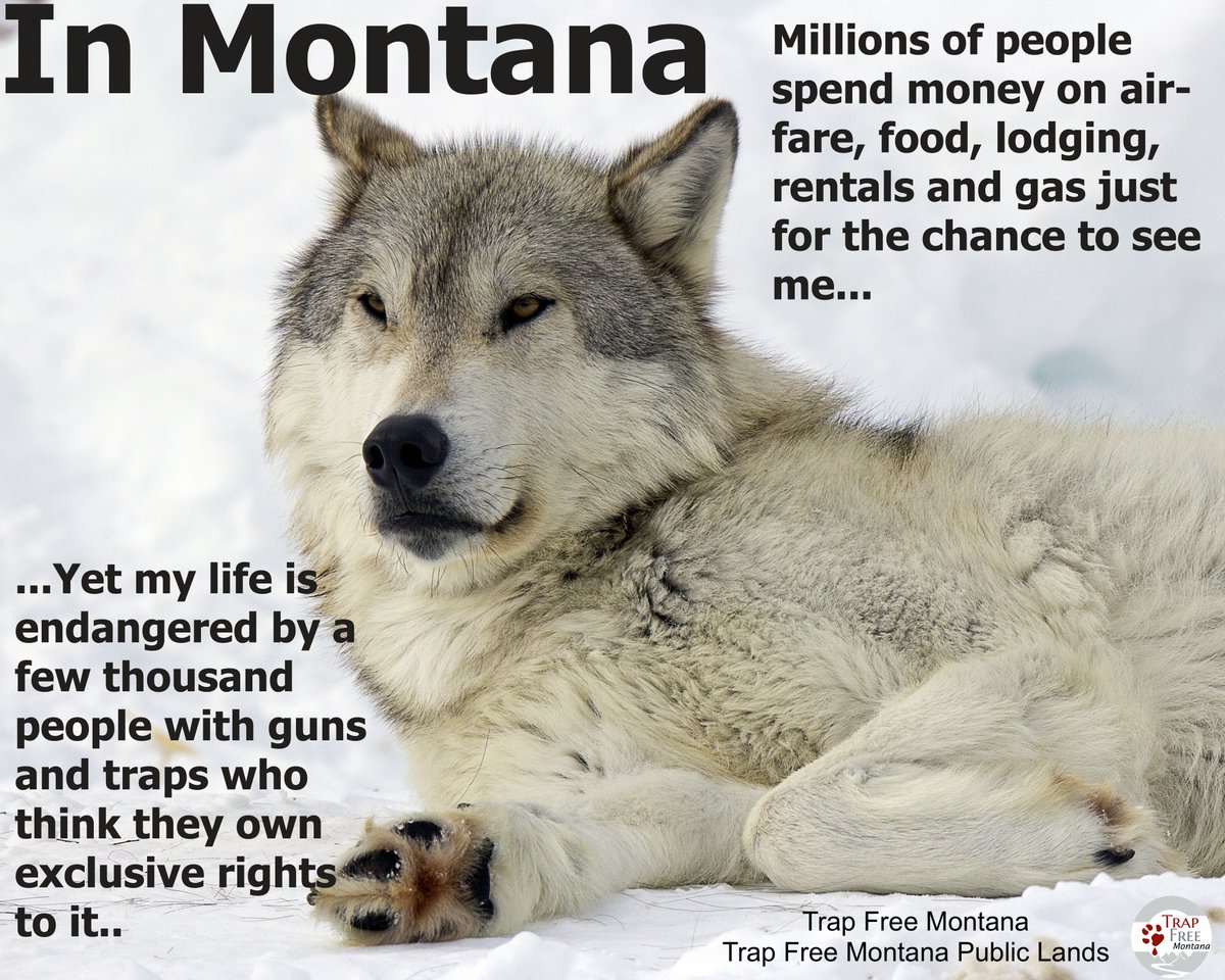 'Conservation without equal representation will be the end of wildlife as we know it.' Thank you, Shane.
#respectwildlife  #wildlifeforall
#yellowstone #yellowstonenationalpark #StopTrapping
#publiclands #montana #wolves #POTUS #usfws
#relistrockymtnwolves #TrapFreeMT