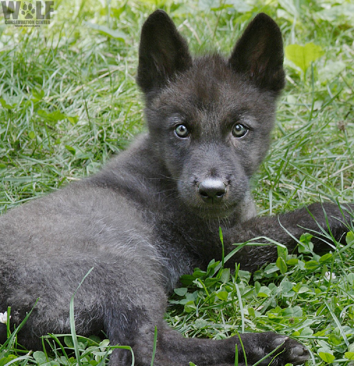 Wolf Conservation Center 🐺 tweet media