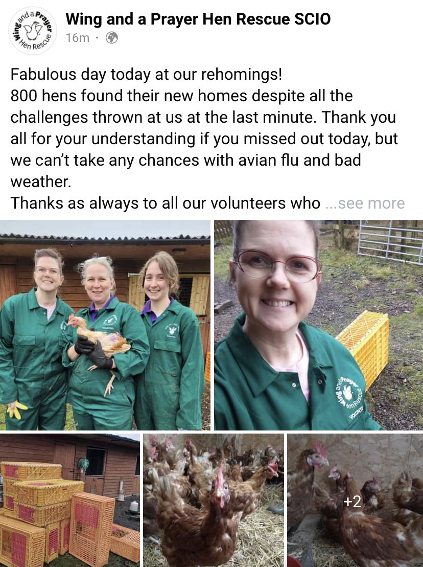 WAAP Hen Rescue (@waaphenrescue) on Twitter photo 
