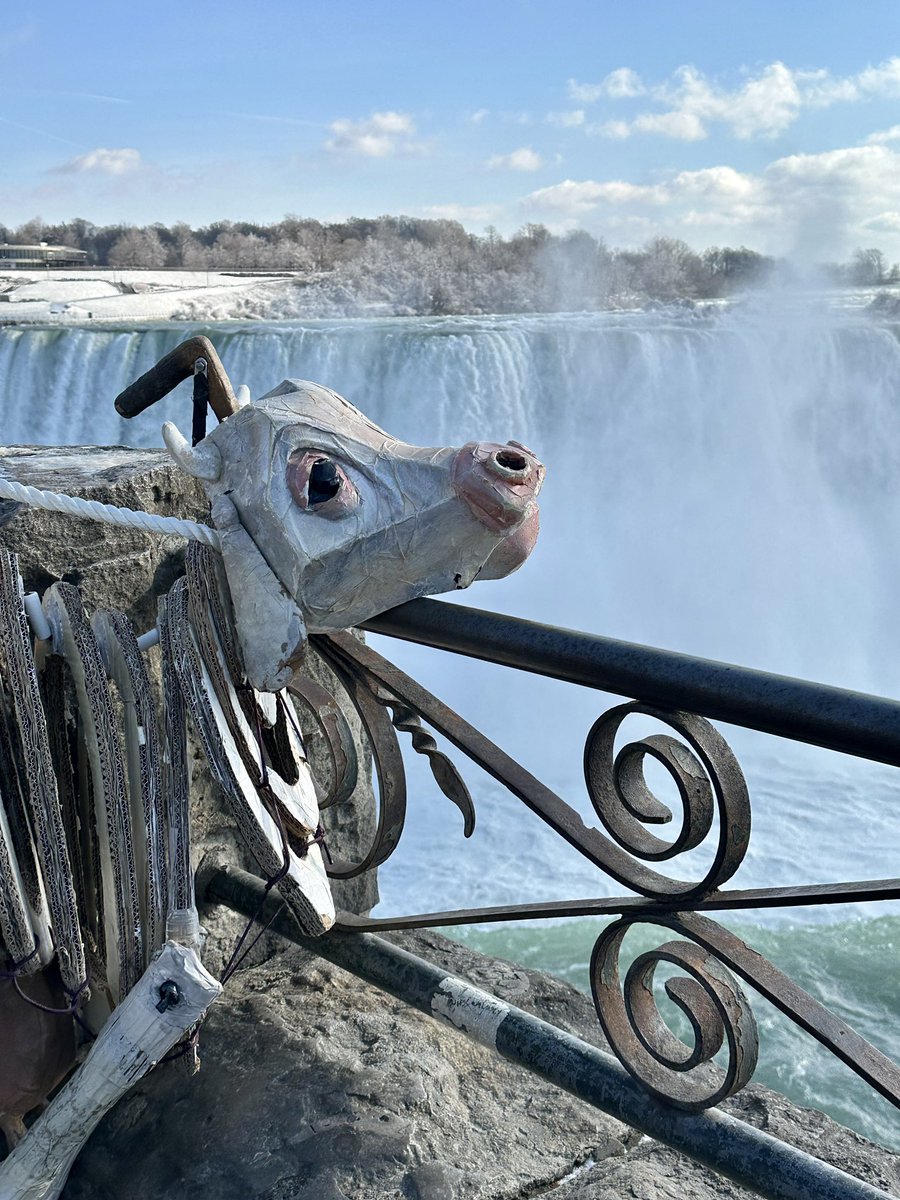 ITWBroadway's tweet photo. The difference between a cow and a bean is a cow can visit Niagara Falls!

#MilkyWhiteSeesAmerica

First stop: Buffalo ✅

Stay tuned to see where Milky White visits next 🐮 https://t.co/RrGGnOFgMZ