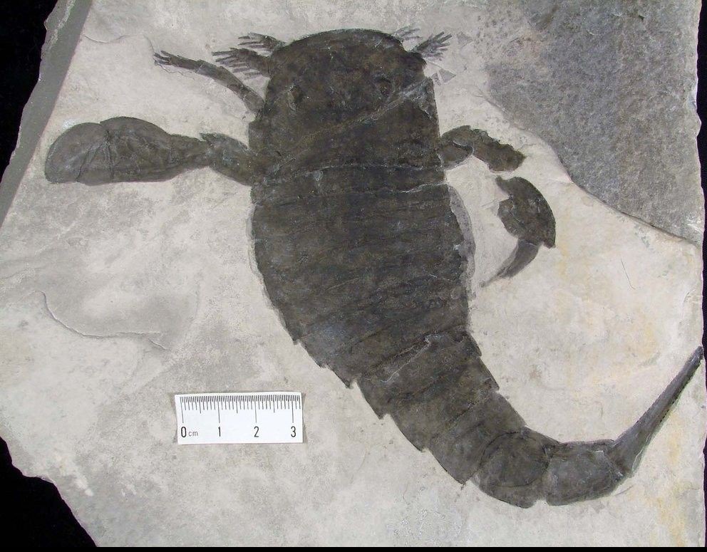 FossilBonanza's tweet photo. Eurypterus specimen (YPM IP 009007) from the Williamsville Member in New York. This genus is the most plentiful sea scorpion in the world.
#EurypteridWeek #Paleontology https://t.co/E5hSlEzyPC