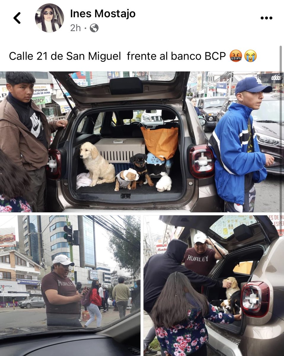 paolabelmonte's tweet photo. Denuncian por redes sociales, a una persona que vendía cachorros en una movilidad, hoy sábado 18 de febrero, en la calle 21 de Calacoto. @LaPazAlcaldia https://t.co/2KpsM2xpNm