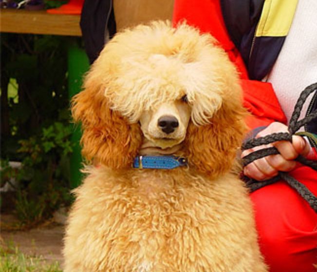 <a href="/nlasdogs/">sierra</a> <a href="/nlyonne/">natasha lyonne</a>