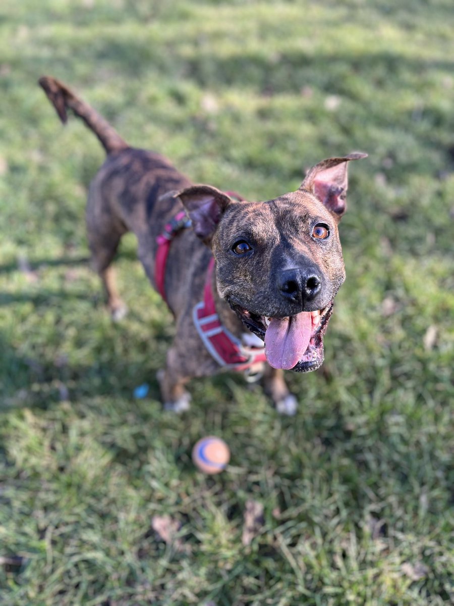 It’s been a while since I posted for #staffiesaturday… this is how our day has gone 😅