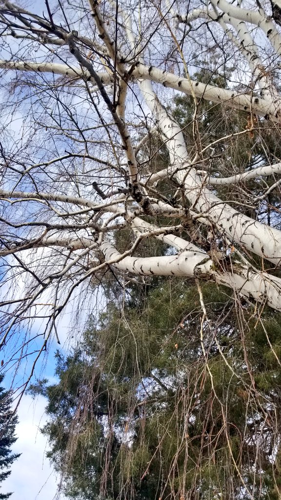 skywatcher789's tweet photo. A Gift from The Birch Queen...Birch Syrup....���❤ #birchtree #naturesmedicine #natureheals #naturesgift #spring #FarmLife #saprising #syruptapping https://t.co/cNWAJuRz9G