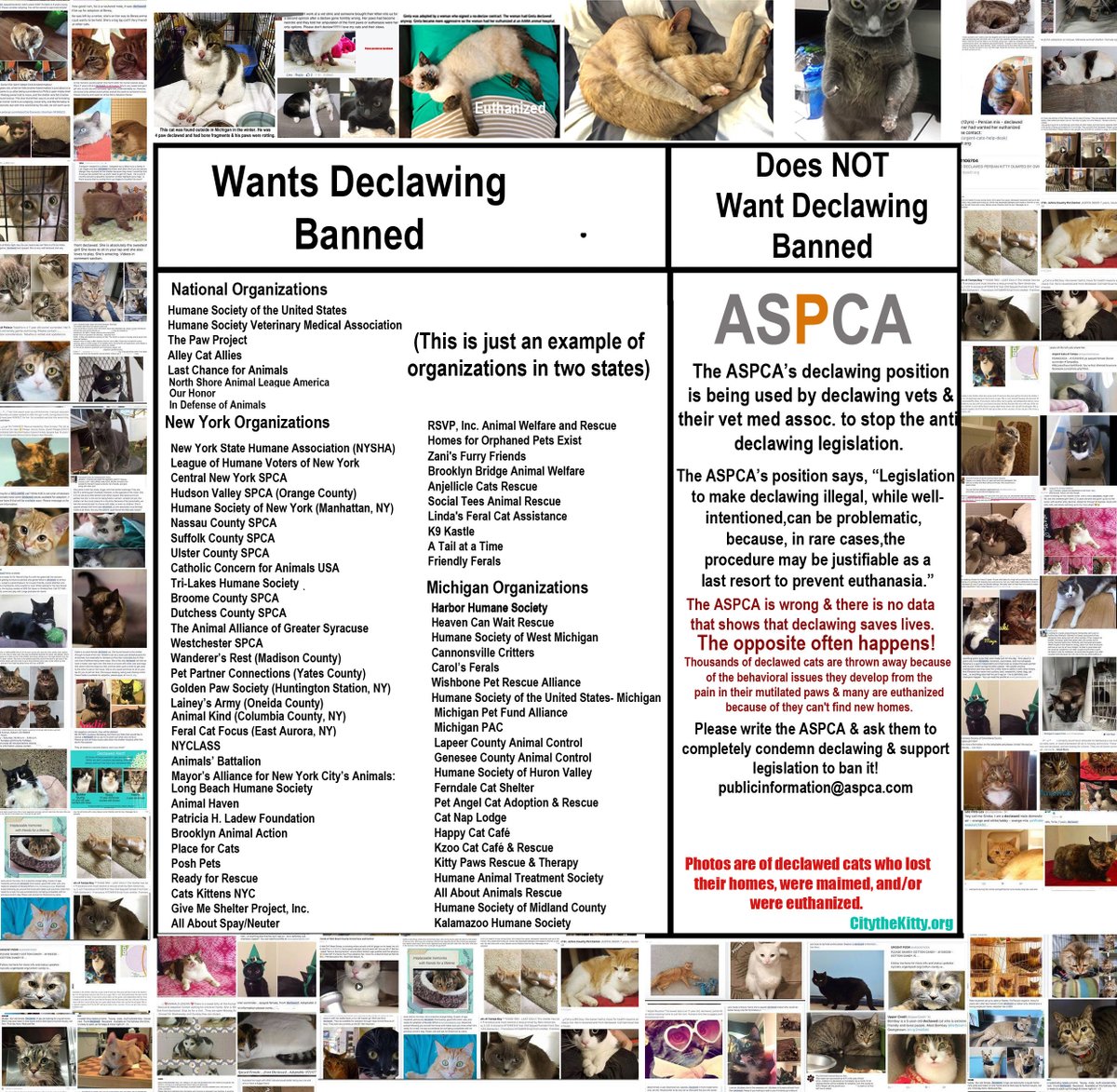 City_the_kitty's tweet photo. The @ASPCA ultimately condones declawing & is helping declawing vet$ make money from this cruelty. Please sign our petition to the #ASPCA https://t.co/HAfAMfxxR7 #shopwithyourheart #stopdeclawing #CatsOfTwitter #cats #cat #caturday #aspca #caturday #CatsOnTwitter #aspcafoster https://t.co/IW89cbLaD6