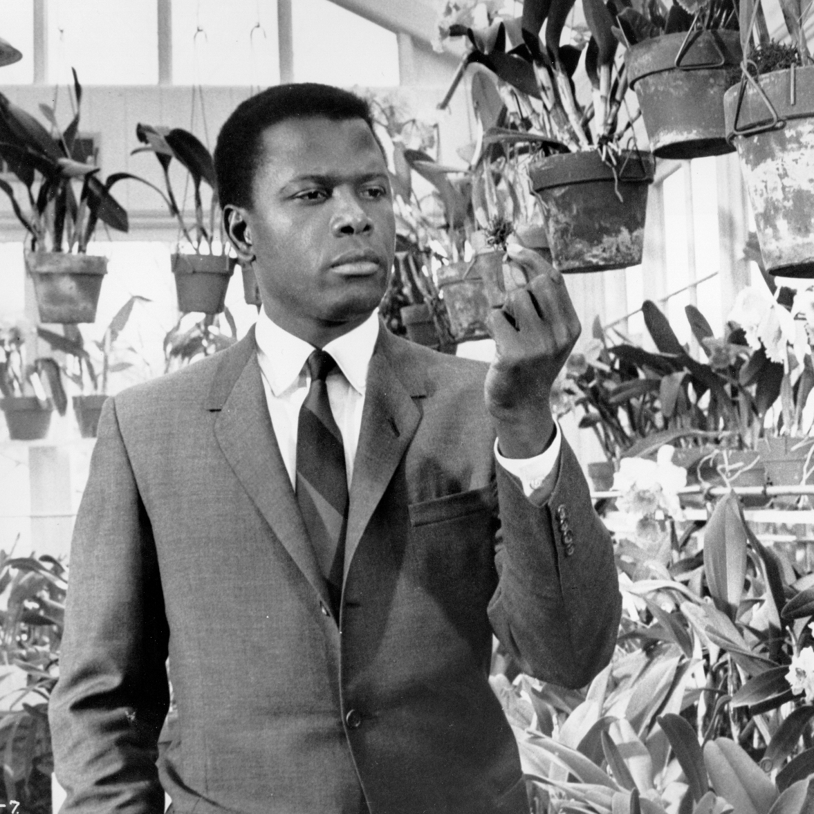 tcm's tweet photo. In 1967, the civil rights movement was at its height and Sidney Poitier was America's most popular actor.

He starred in three of the year's top-grossing films — IN THE HEAT OF THE NIGHT ('67), GUESS WHO'S COMING TO DINNER ('67) and TO SIR, WITH LOVE ('67). https://t.co/h9TJ0KBNBR