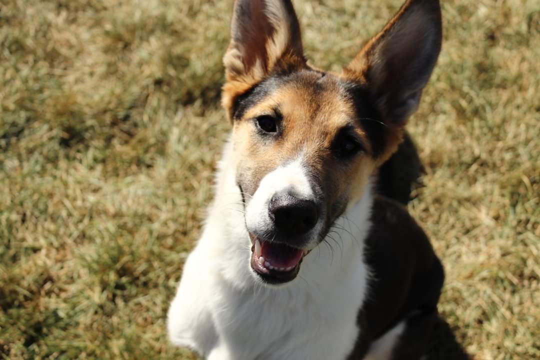 Zoe's Animal Rescue (@FurRSQ) / Twitter Zoe's Animal Rescue (@FurRSQ) / Twitter