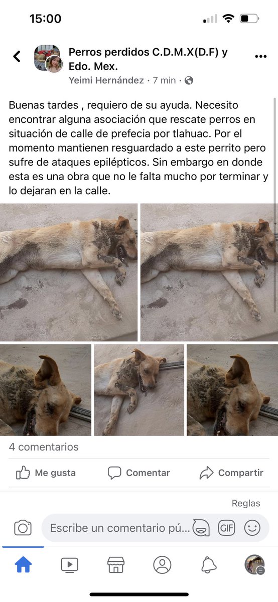 Elisafigue3's tweet photo. Perrito en Tláhuac , sufre ataques epilépticos . Solicitamos ayuda por favor @gis999 !!! https://t.co/kYeT3Uotfc