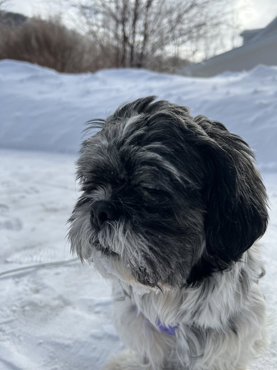 Minnie, our blind Shih Tzu, enjoying winters day after the snowfall .
#DogsofTwittter #BlindDog