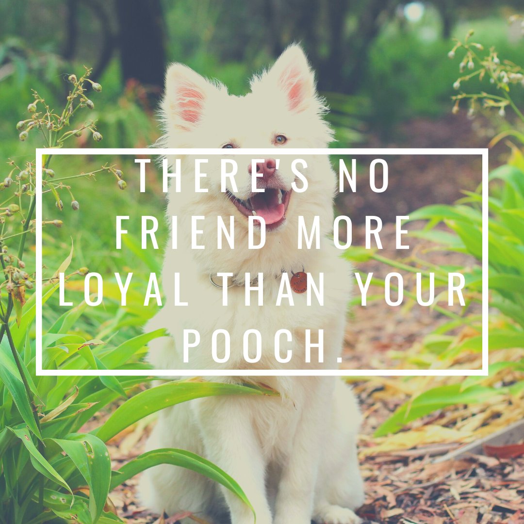 SooCuteNews's tweet photo. Yes 🥰 

#pooch #pooches #furbaby #doggo https://t.co/poLiPicyhx