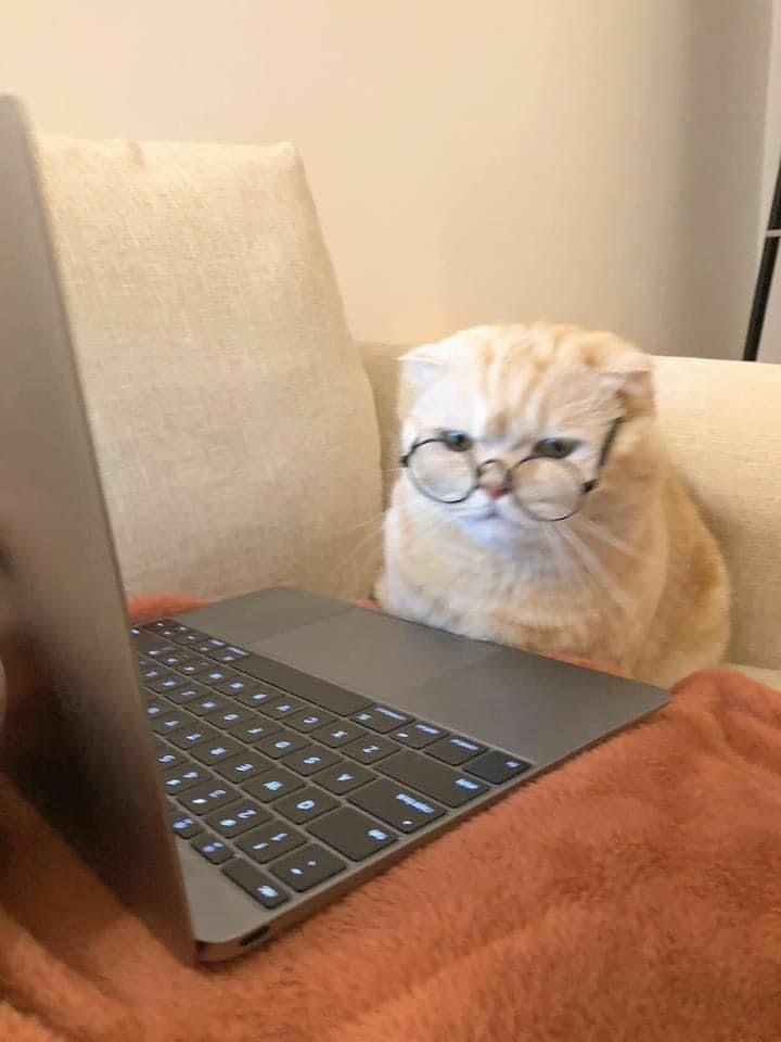 pudindefresas's tweet image. 🐱    ࣪    ۪  Encuentra tu método de estudio ideal !!    ᱹ ♡    ࣪⋆