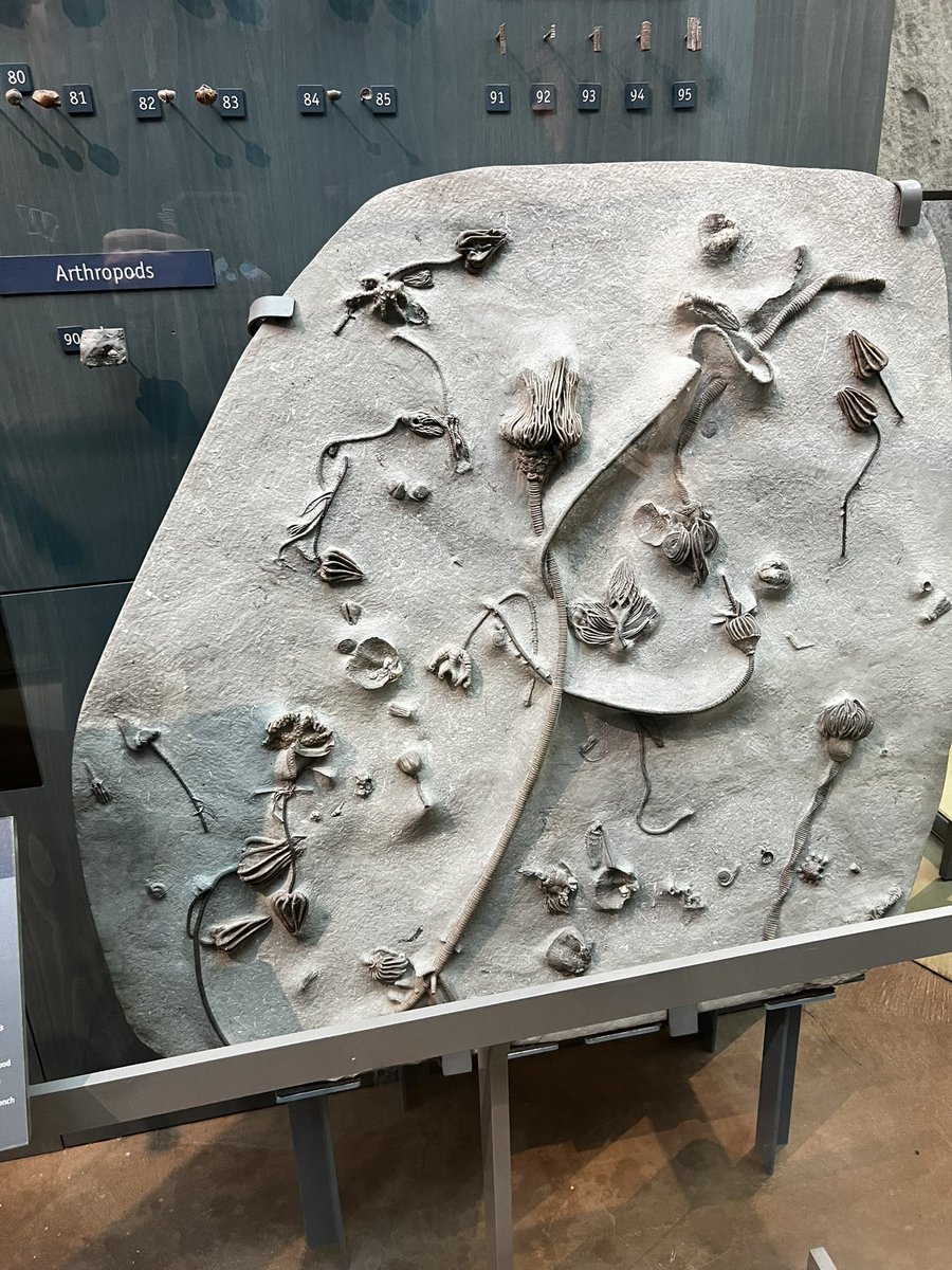 GRS_Science's tweet photo. Spontaneous road trip to Indy for @IndianaMuseum #GeoFest
A couple of specimens caught our eyes 😉
Good to visit w/ @INGeoSurvey there!
Perhaps a future SciClub trip 🤔
#gettingideas https://t.co/hl37yfy1WN