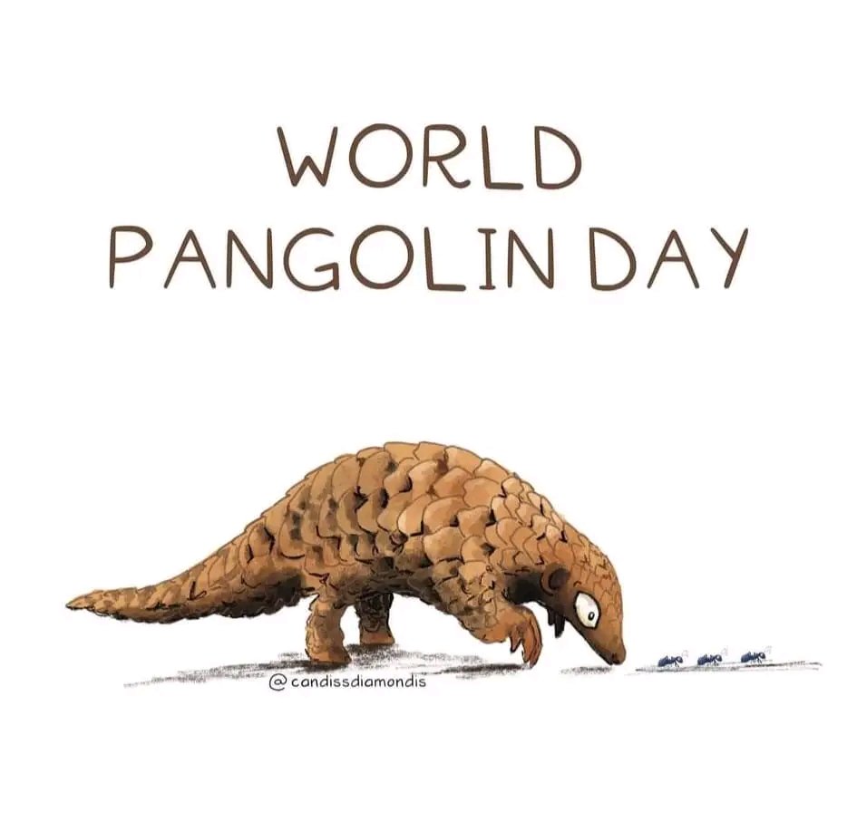 Happy #WorldPangolinDay 😍🥰🫶 #SavePangolins