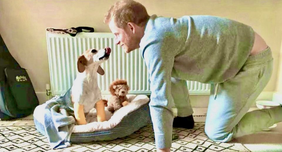SophieCaligirl's tweet photo. The media reports that Dr. Noel Fitzpatrick @ProfNoelFitz, aka ‘super vet’🧐, treated Harry and Meghan’s (formerly Cory &amp; Meghan’s😉) rescue dog ‘Guy’ for his 2 “mysteriously” broken front legs. HOW did Guy’s legs get broken as Harry has a tainted history w his Polo ponies, etc⁉️ https://t.co/ZkgDArLWv1