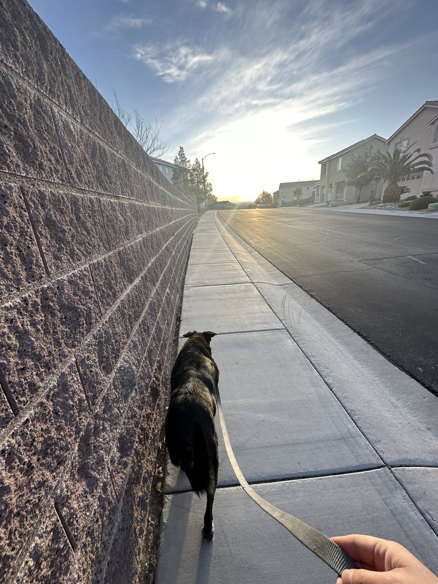 derubs's tweet photo. 🐕 🚶🏻 https://t.co/p2Nq6bLwzO