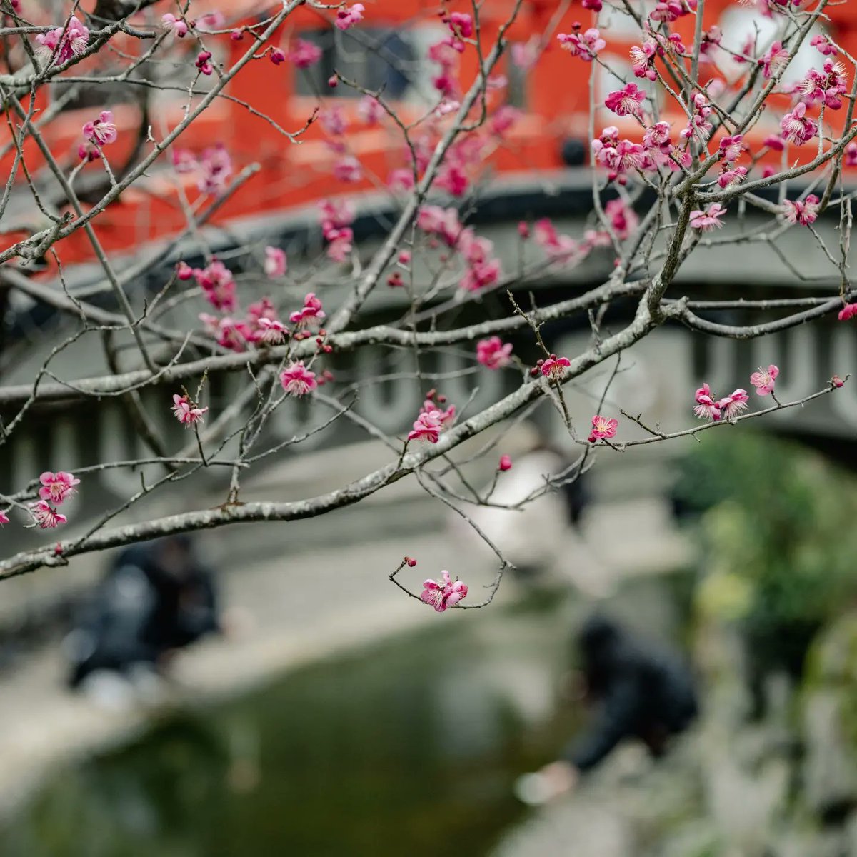 zenlabo's tweet photo. 下鴨神社の梅が見頃です。
#国内旅行  #そうだ京都行こう #関西旅行    #京都観光 #京都散策   #キリトリセカイ #japon #インスタ映え #映え旅 #日本旅遊#  #otonatabi_japan  #旅行 #京都 #穴場 #Perjalanan #Jepang #旅スタグラム #春の京都 #桜 #日本庭園 #japanesegarden https://t.co/vT75Vojf9b