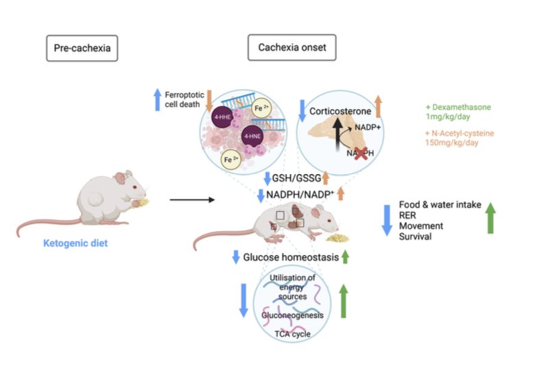 Aiims1742's tweet photo. Provocative preprint from @JanowitzTobias @EileenWhitePhD &amp; @CancerGrand team: 
Ketogenic diet promotes tumor ferroptosis but induces relative corticosterone deficiency that accelerates cachexia (including in preclinical #PancreaticCancer models) 
https://t.co/P0lsbhoGqQ https://t.co/olcbNvA7s1