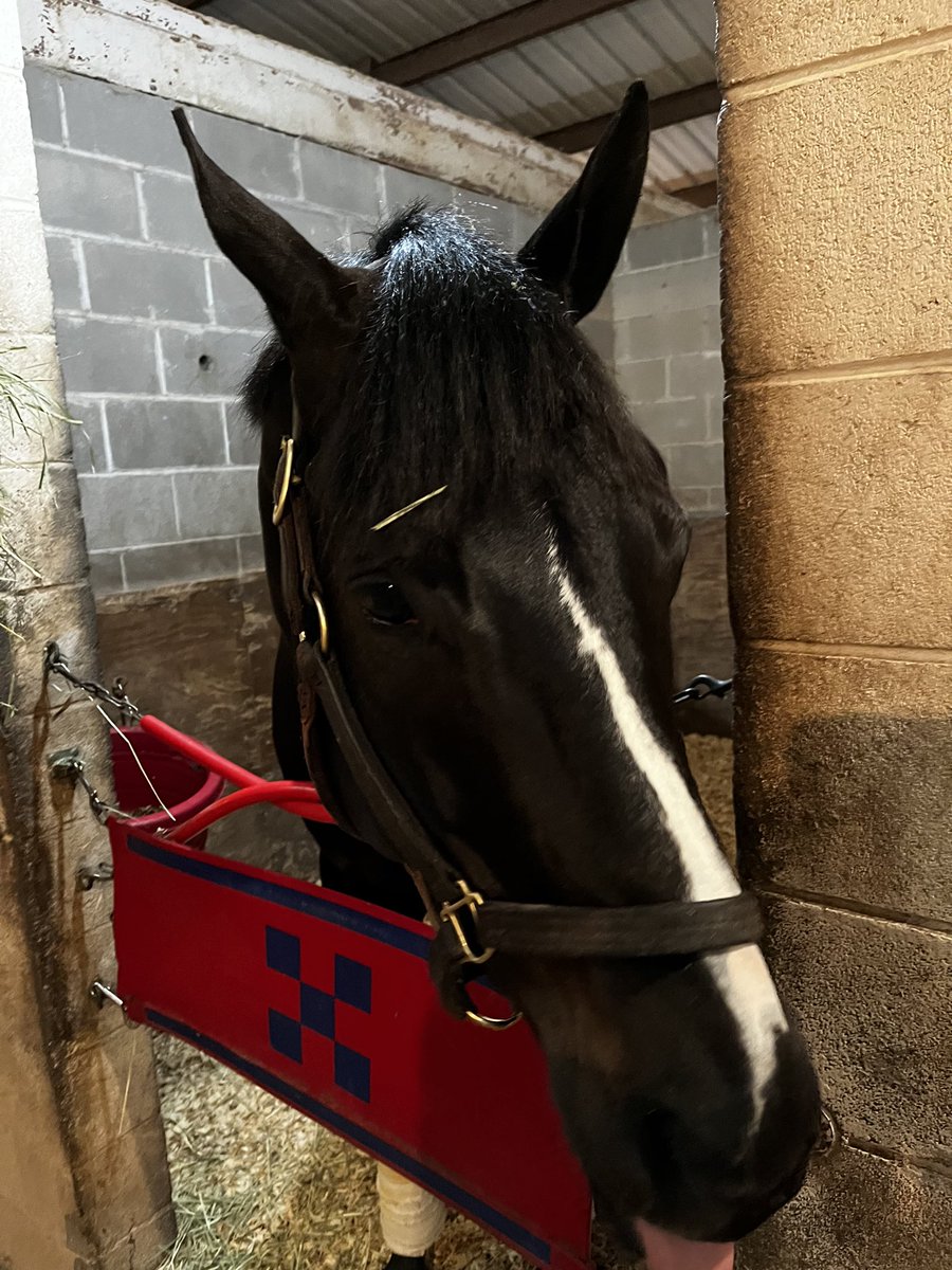 DerbyTalk's tweet photo. @PhilSpade He has certainly mellowed at a spritely 8 years young but what a resolute fighter on so many levels under extra TLC from Lon &amp; Robin #Angaston ❤️🐎 https://t.co/LdnCoZlq7x