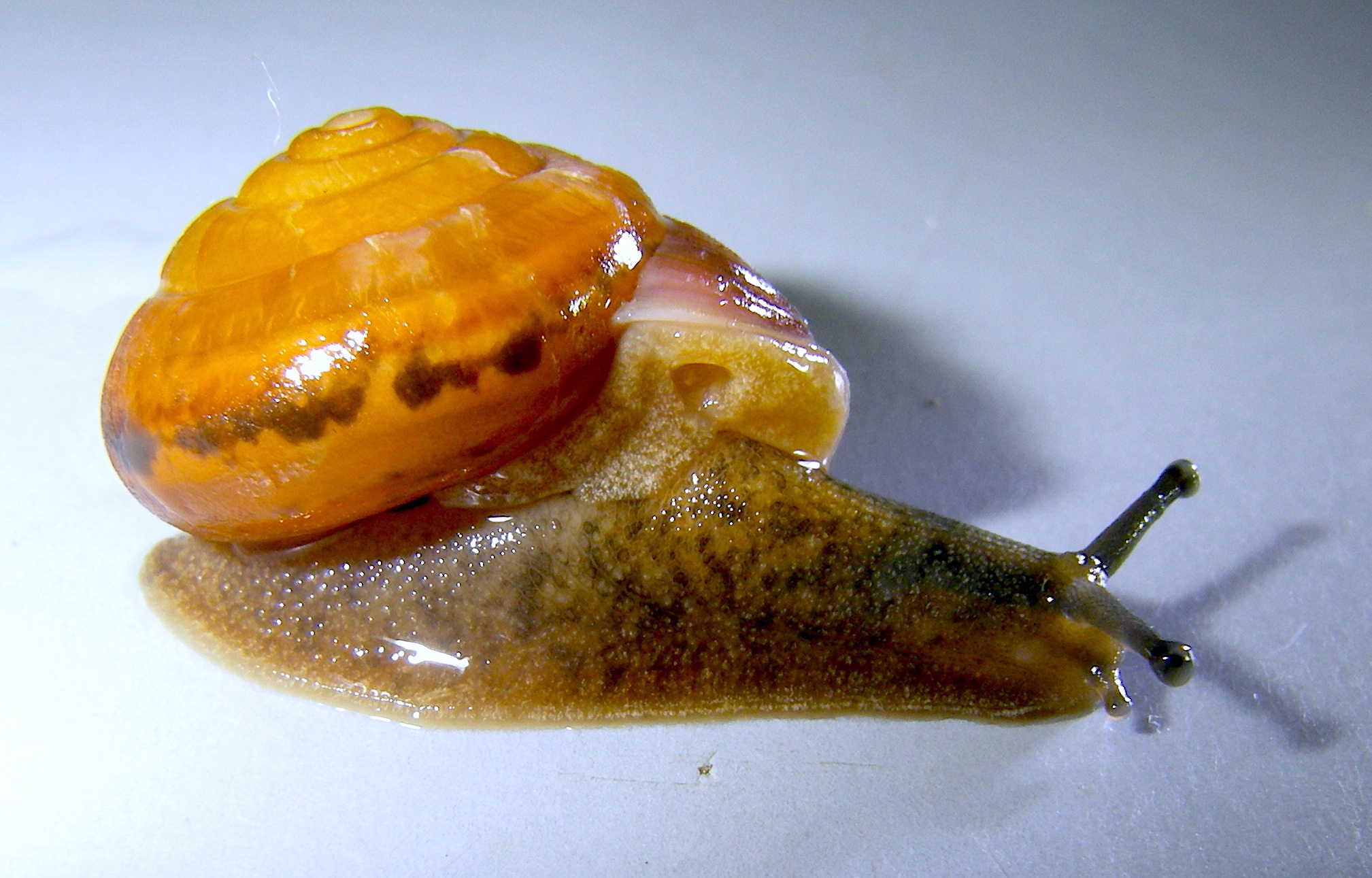 貝標本　中国湖北省のカタツムリ　 レア種 貝標本 ペルーのカタツムリ Quechua olmosensis olmosensis