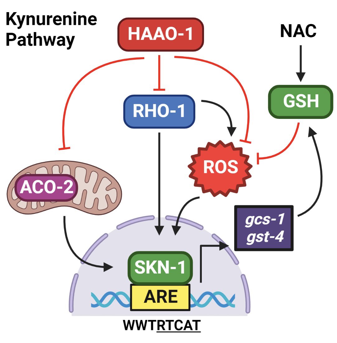 I’m very excited to show the pre-print of my first research paper. We showed that inhibition of the kynurenine pathway enzyme HAAO induces ROS that mediate hormetic signaling to activate the oxidative stress response

#hormesis #oxidative #Nrf2 #ROS #reactiveoxygenspecies #aging