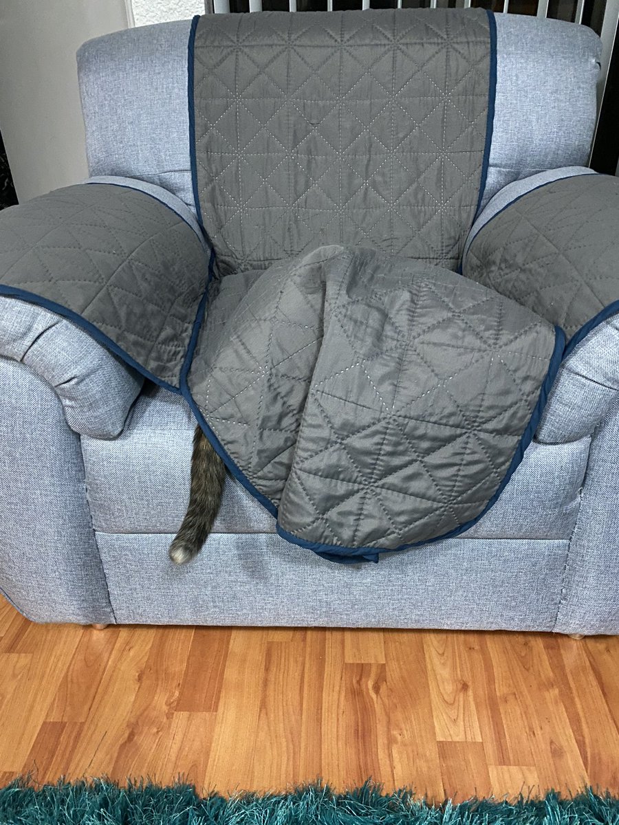 I’ve been playing hide and seek! The hooman will never find me! 😸 #CatsOnTwitter #CatsofTwittter #tortieclub #CatsOfTwitter #tortie