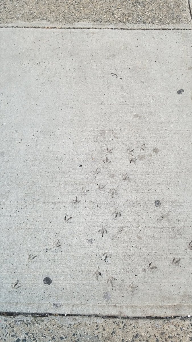 MountVPlace's tweet image. Pigeons shunned the grass, alas, alas.  New York, February 18, 2023.  Park and 68th.