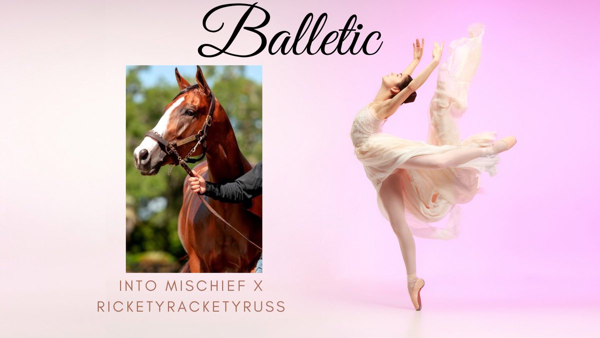 ChrisWallbruch's tweet photo. Congratulations to my fellow @MyRacehorse owners on Balletic’s beautiful maiden win at @GulfstreamPark! https://t.co/IX50nmMaJL