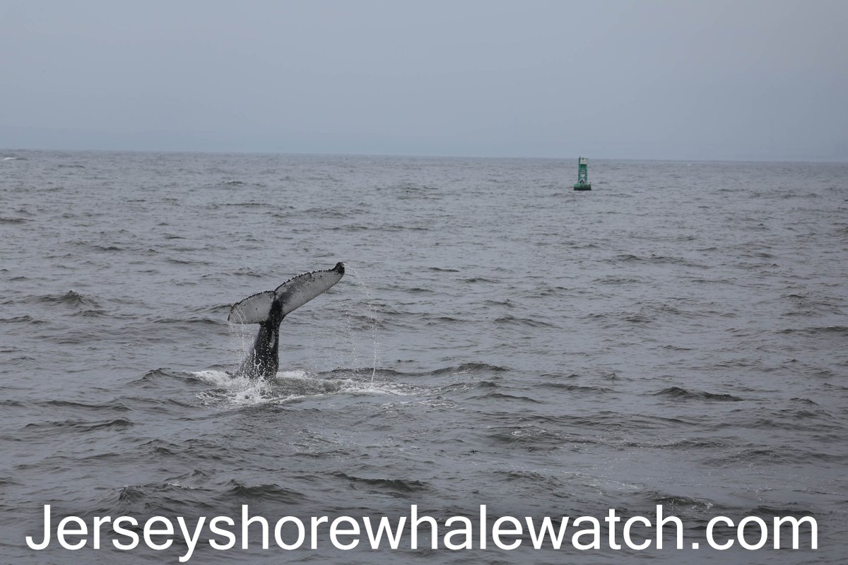 bill-mckim-on-twitter-whale-watching-trip-photos-7-days-a-week-summer