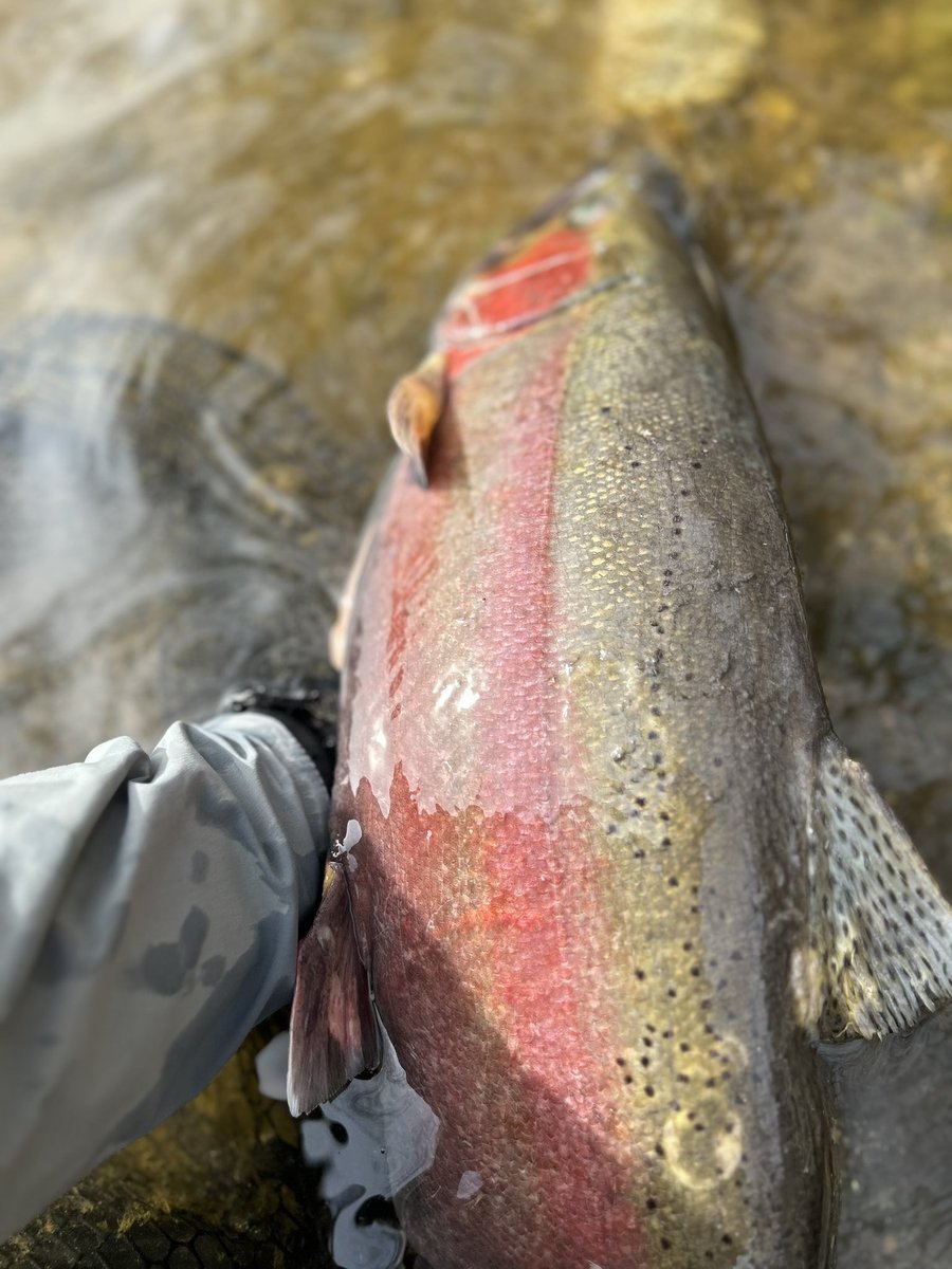 5lbtrout's tweet photo. #GoCougs #BeatSMC https://t.co/fxv7J6Yofn