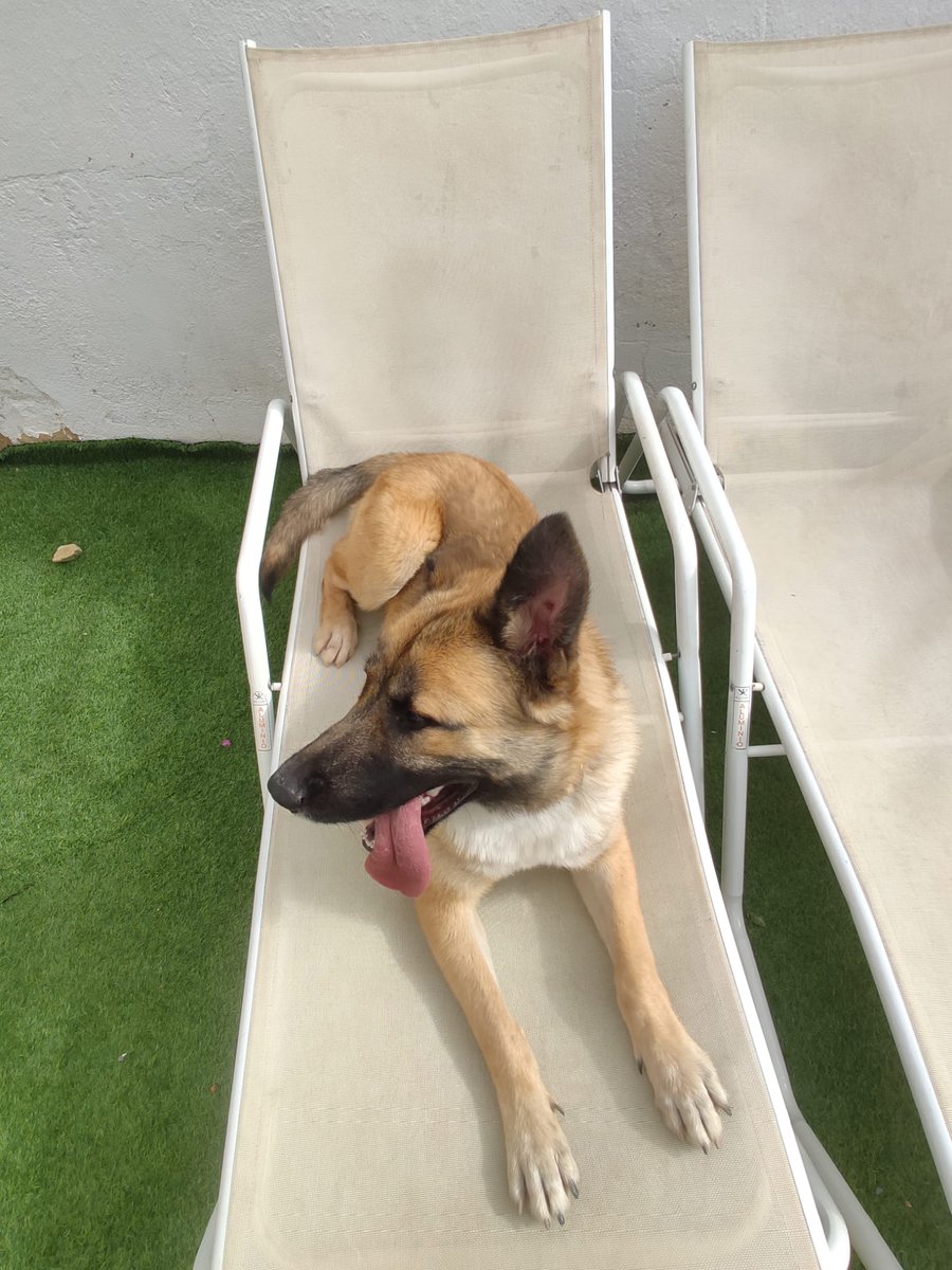 jesusgutierre67's tweet photo. Este perro se lo encontró una amiga y lo tiene en casa, lo iban a adoptar pero la adopción ha caido, irremediablemente este lunes si no encuentra acogida o adopción lo tiene que entregar a una protectora, solo tiene siete meses, es super bueno por favor interesados por privado https://t.co/bhCQGMYvRt