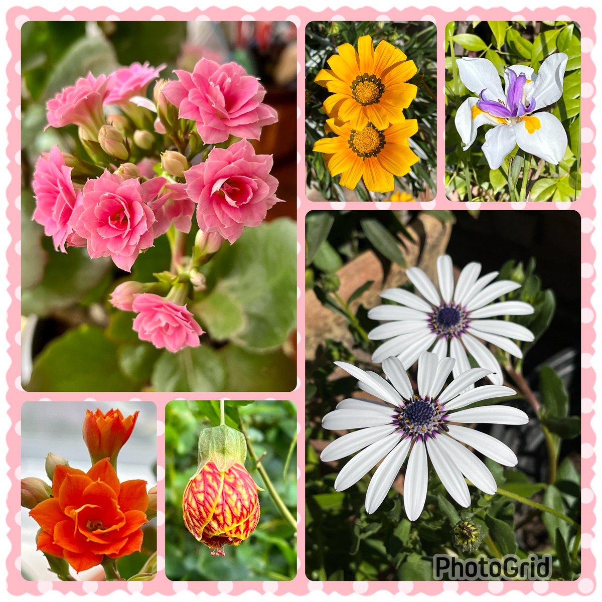 Flowers from my garden. Happy gardening! #SixOnSaturday
