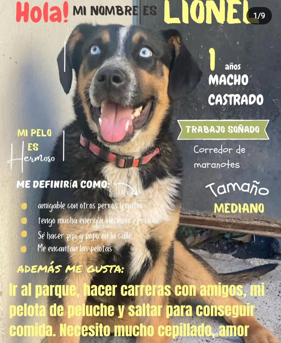 Urgente RT Este hermoso perrito necesita una oportunidad de tener un hogar. Tiene 1 año y sufrió maltrato cuando era pequeño. Es de tamaño mediano y su hogar temporal acaba el 28 de febrero. Se lleva bien con perros y gatos. Whatsapp +56945743498  #chile #SANTIAGO #ContigoCHV