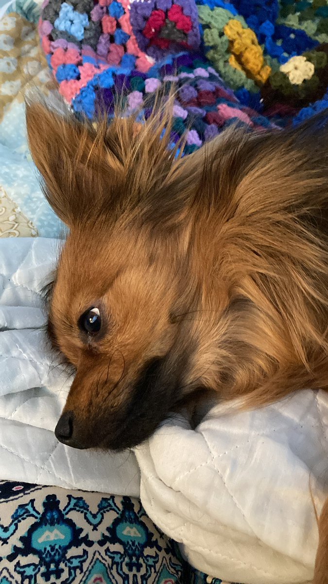 nicostuff's tweet image. Tucker-pup and I are grumpy today 😠 #pomchi