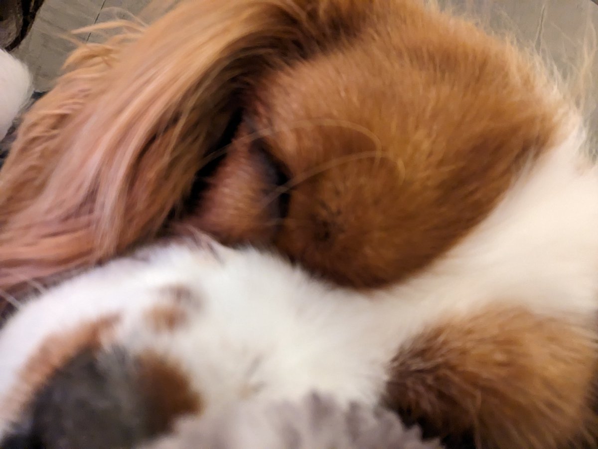 LINDE1206's tweet photo. お久しぶりです✨ピースは今日も元気に���んでおねんね💤 https://t.co/asXcPQu2Pc