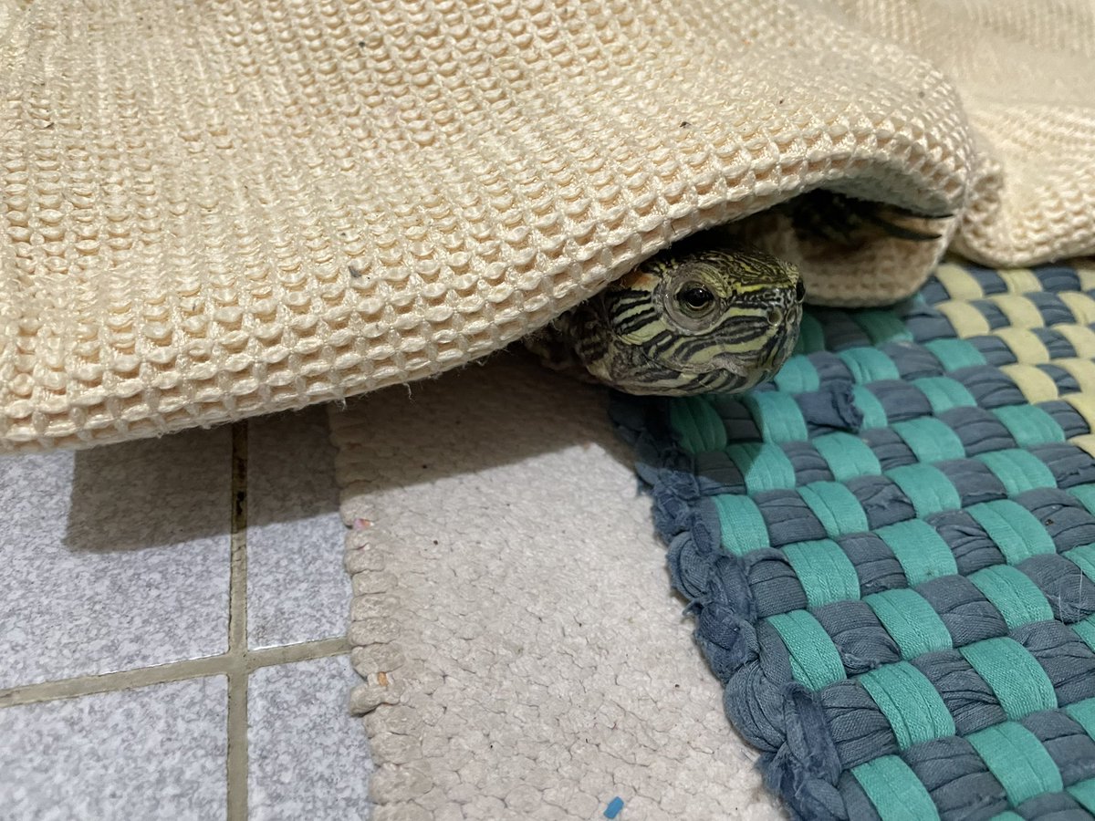 harrypermana171's tweet photo. Good Morning…😁
#turtle #turtlelover https://t.co/TJxiIZiFiO