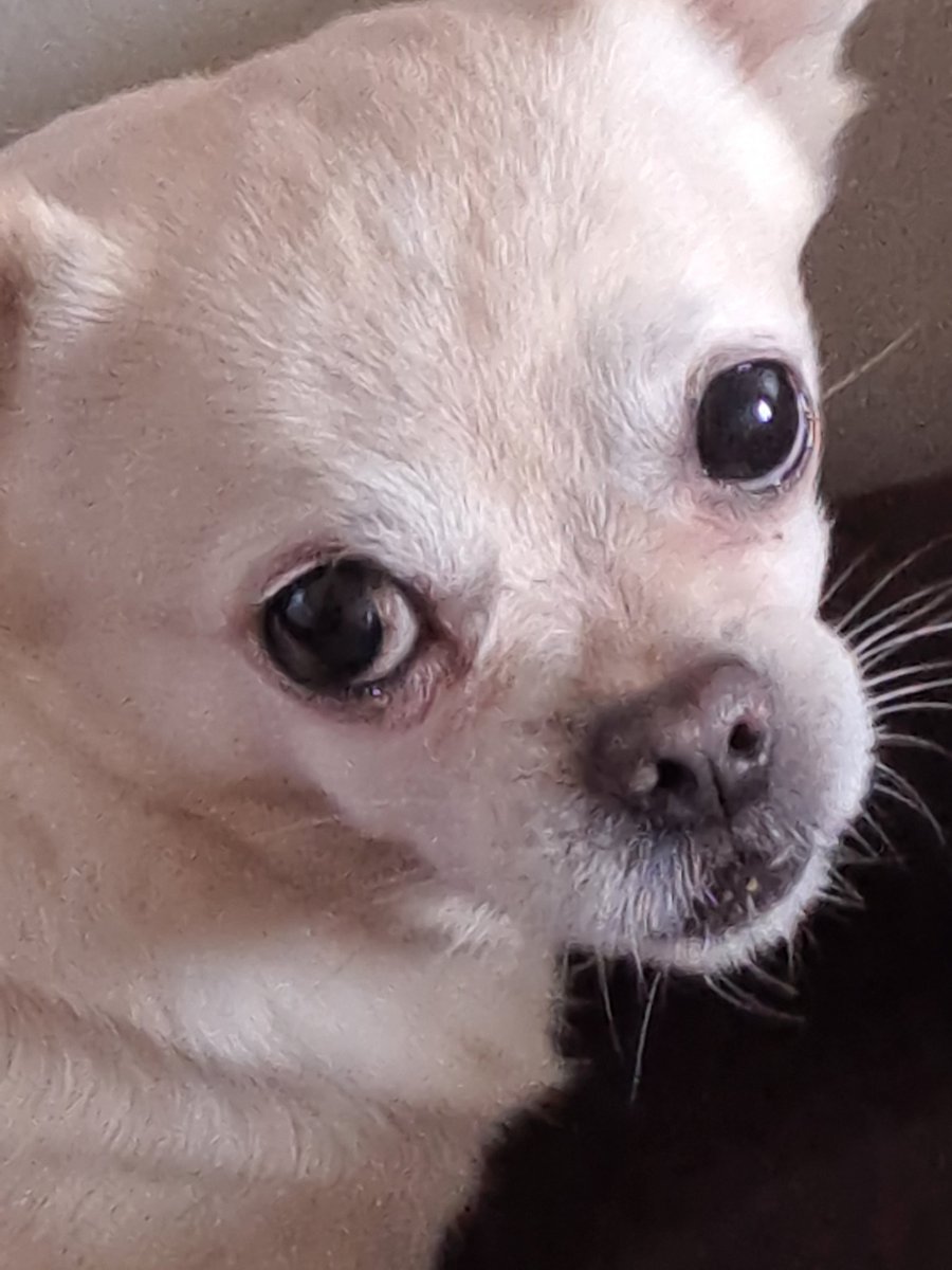 PolitiqueTarot's tweet photo. On a volé mon chien 🐕  Poutine https://t.co/8QSHMbc05d
