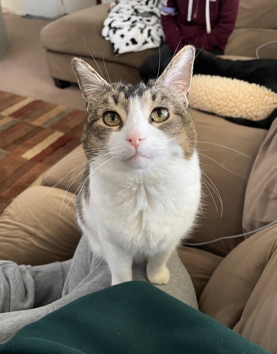jazzybabycat's tweet photo. wat's up  babeycat nation https://t.co/1WiOKdzo6O