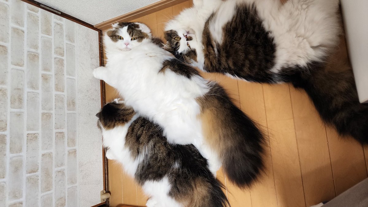 左から、大・福・まる
まるちゃん色の親子📸
みんな元気でなにより😊