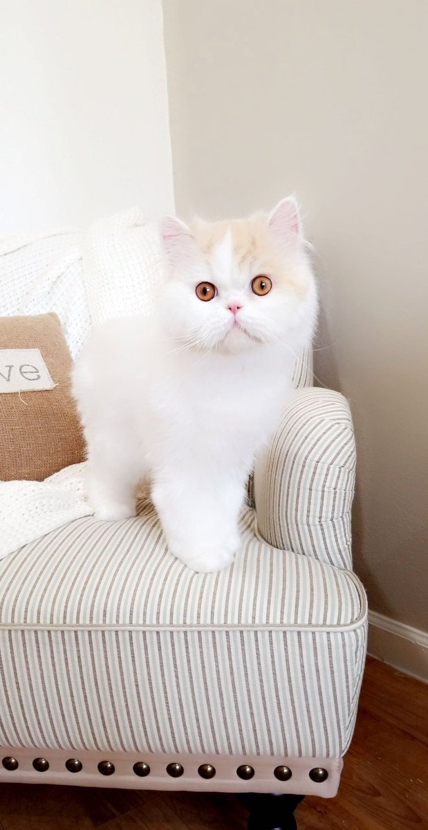 dollfacekittens's tweet photo. Happy Caturday! #cute #cuteanimals #kitty #persian #love https://t.co/UCC6plcrcJ