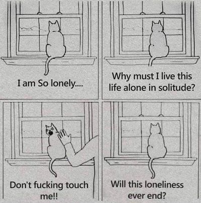 ElayneBoosler's tweet photo. LOL. Happy #Caturday. #tailsofjoy https://t.co/YNSa5Tk10K https://t.co/GLXyrjcp21