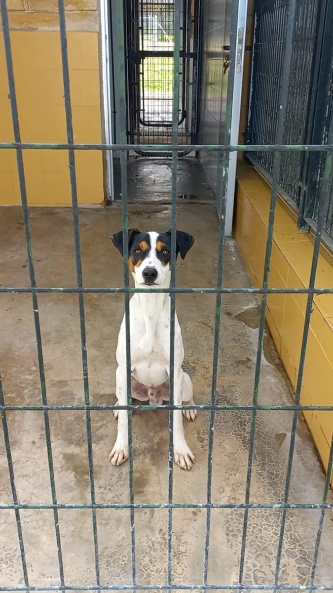 SilviaMylo's tweet photo. Un pobre bodeguerito que mira tras la reja buscando tal vez un alma que sea humana de verdad 😢 💔
Perrera de Jerez
652 22 11 78
699 73 13 30
😭 🆘 📢 📢 📢 📢 📢 https://t.co/uYoE9DNjDH
