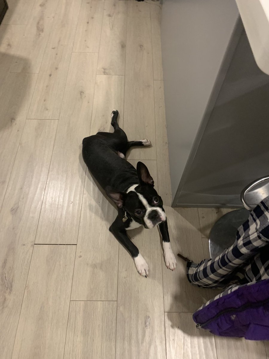 BostonOdel's tweet photo. Good Boy https://t.co/uLz6pn4PNO