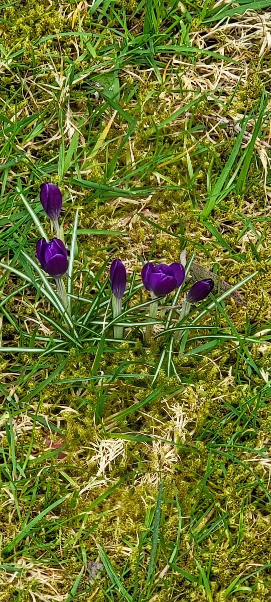 ProduceRocks's tweet photo. Crocus telling the groundhog to kiss their ass! https://t.co/RdtFvqeCMi