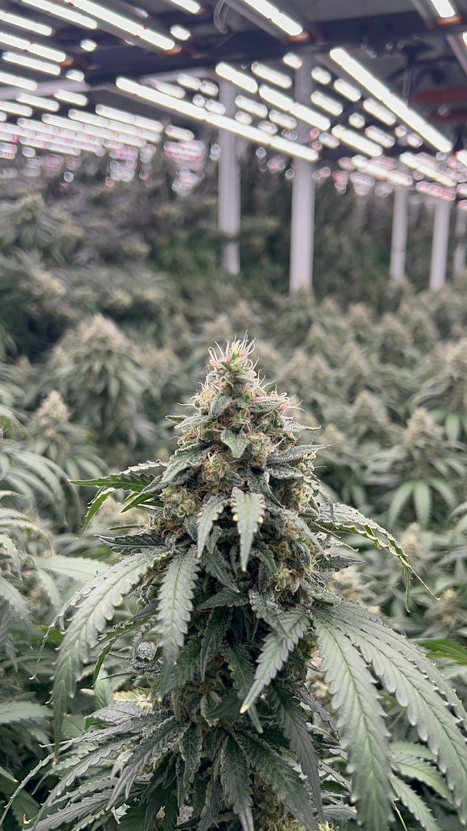 loudasspotts's tweet photo. But have y’all seen the pink pistils?!? https://t.co/lZBmcdndqS